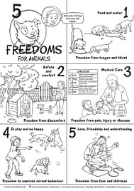 5 Freedoms handout, English download